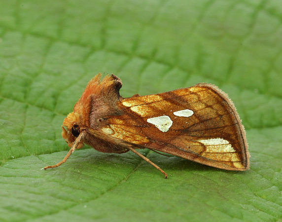 73.022 BF2439 Gold Spot Plusia festucae