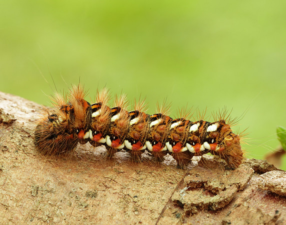 73.045 BF2289 Knot Grass Acronicta rumicis