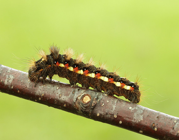 73.045 BF2289 Knot Grass Acronicta rumicis