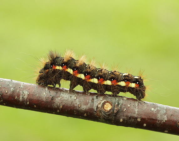 73.045 BF2289 Knot Grass Acronicta rumicis