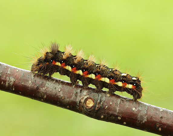 73.045 BF2289 Knot Grass Acronicta rumicis