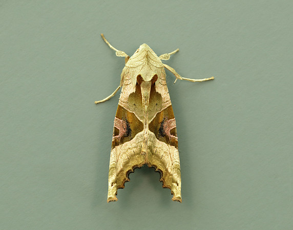 73.113 BF2306 Angle Shades Phlogophora meticulosa