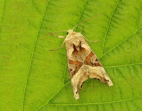 73.113 BF2306 Angle Shades Phlogophora meticulosa