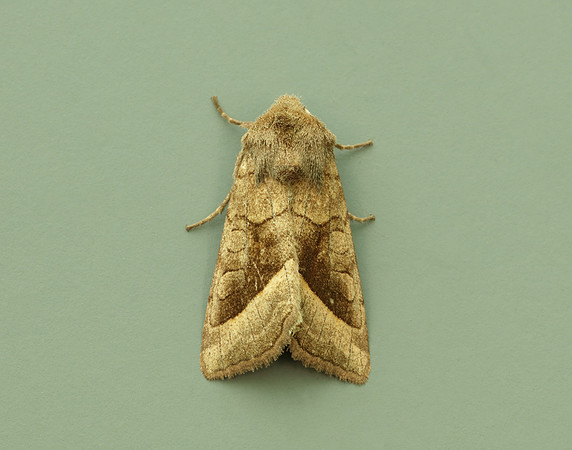 73.123 BF2361 Rosy Rustic Hydraecia micacea