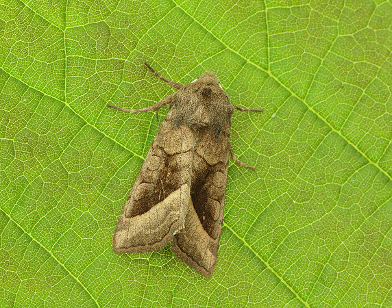73.123 BF2361 Rosy Rustic Hydraecia micacea