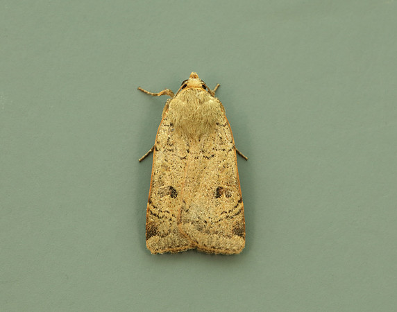 73.345 BF2109 Lesser Yellow Underwing Noctua comes