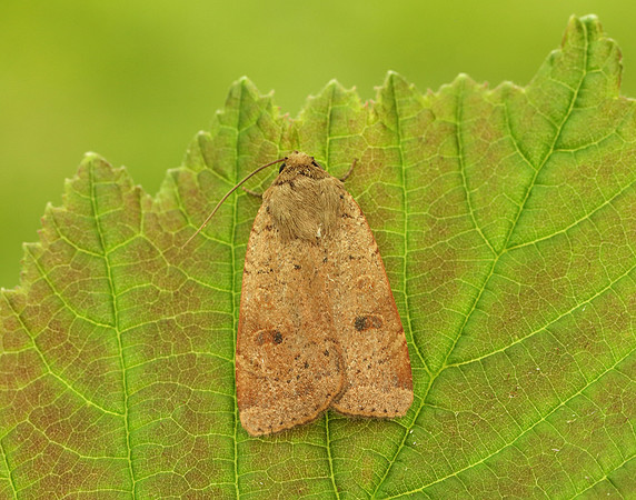 73.345 BF2109 Lesser Yellow Underwing Noctua comes