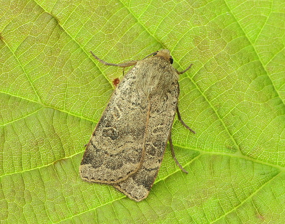 73.345 BF2109 Lesser Yellow Underwing Noctua comes