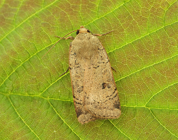 73.345 BF2109 Lesser Yellow Underwing Noctua comes