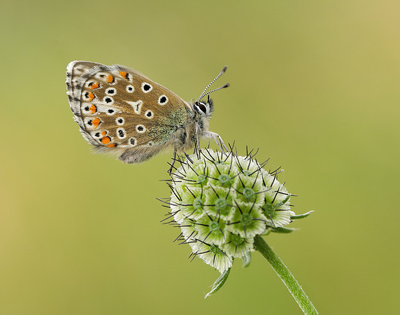 Common Blue