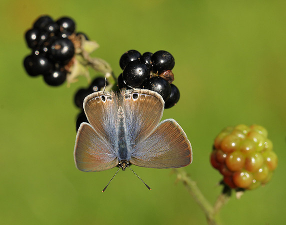 Long-tailed Blue Lampides boeticus
