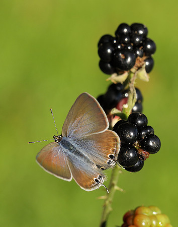 Long-tailed Blue Lampides boeticus