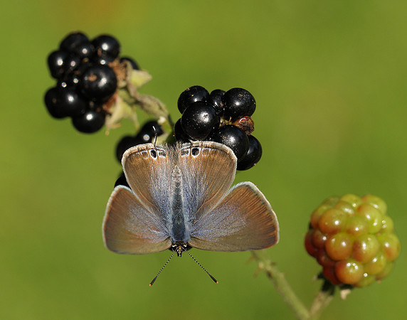 Long-tailed Blue Lampides boeticus