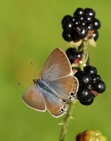 Long-tailed Blue Lampides boeticus