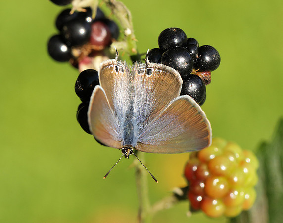 Long-tailed Blue Lampides boeticus
