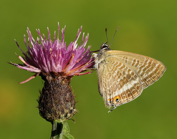 Long-tailed Blue Lampides boeticus