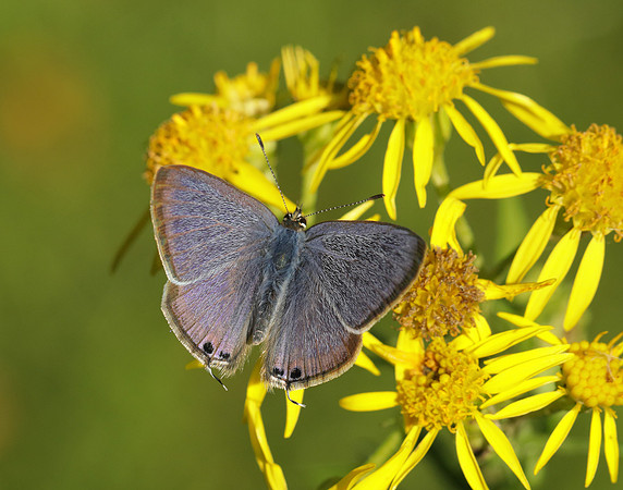 Long-tailed Blue Lampides boeticus