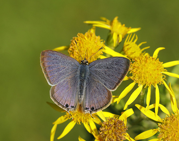Long-tailed Blue Lampides boeticus