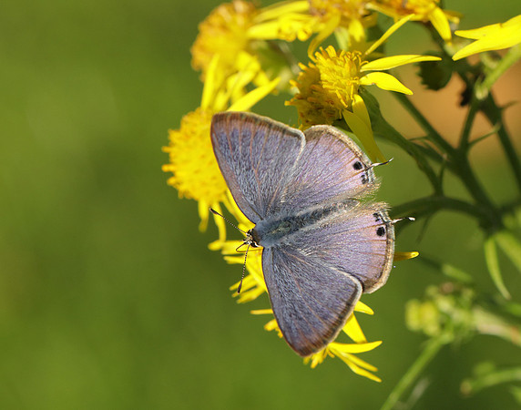 Long-tailed Blue Lampides boeticus