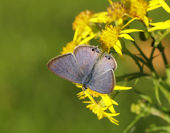 Long-tailed Blue Lampides boeticus