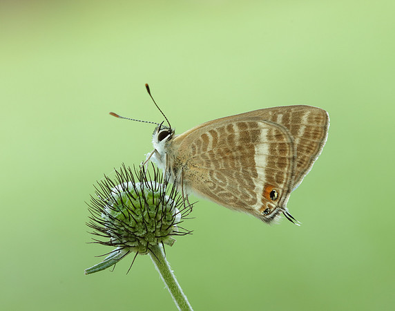 Long-tailed Blue Lampides boeticus