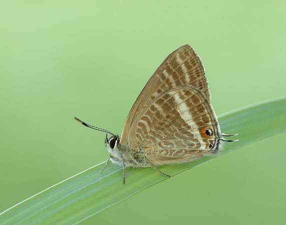 Long-tailed Blue Lampides boeticus