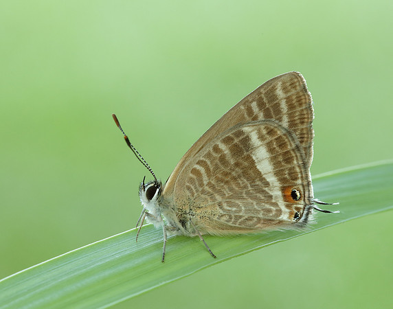Long-tailed Blue Lampides boeticus