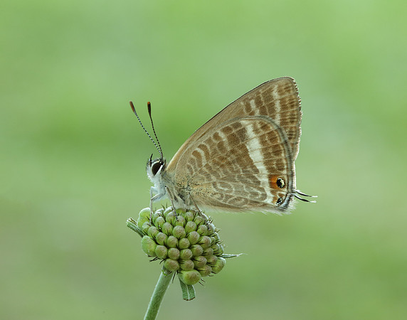 Long-tailed Blue Lampides boeticus