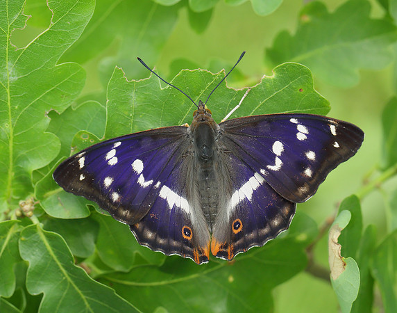 Purple Emperor
