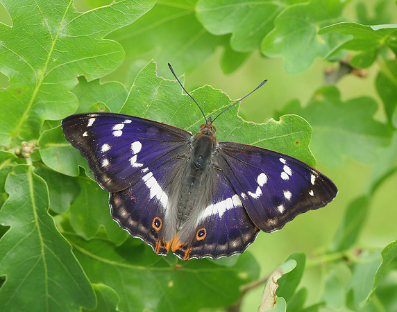 Purple Emperor