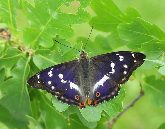 Purple Emperor