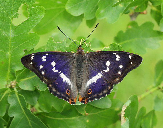 Purple Emperor