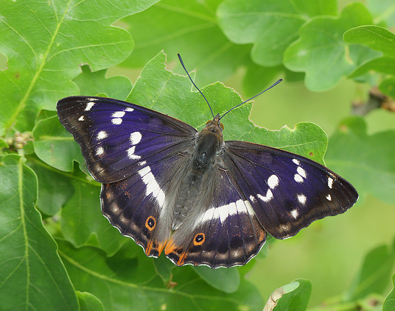 Purple Emperor