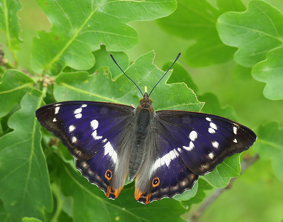 Purple Emperor
