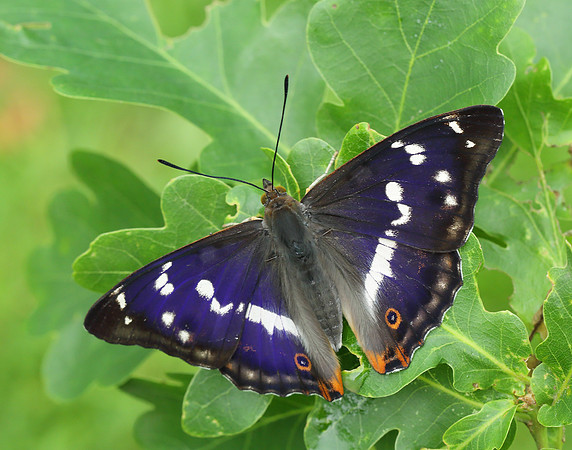 Purple Emperor