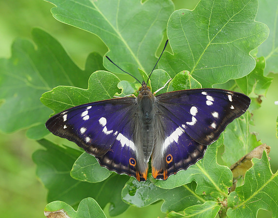 Purple Emperor