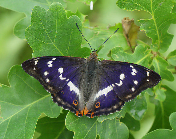 Purple Emperor