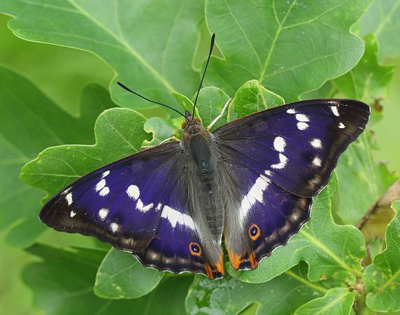 Purple Emperor