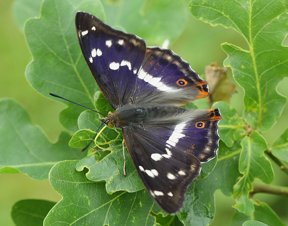 Purple Emperor Apatura iris