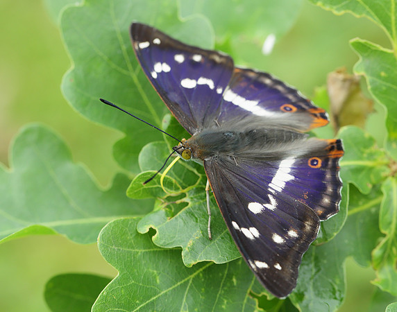 Purple Emperor Apatura iris