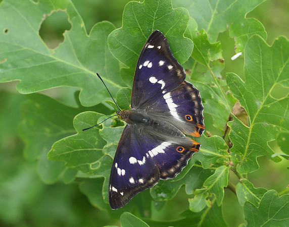 Purple Emperor Apatura iris