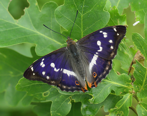 Purple Emperor Apatura iris