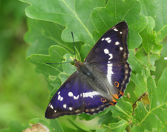 Purple Emperor Apatura iris