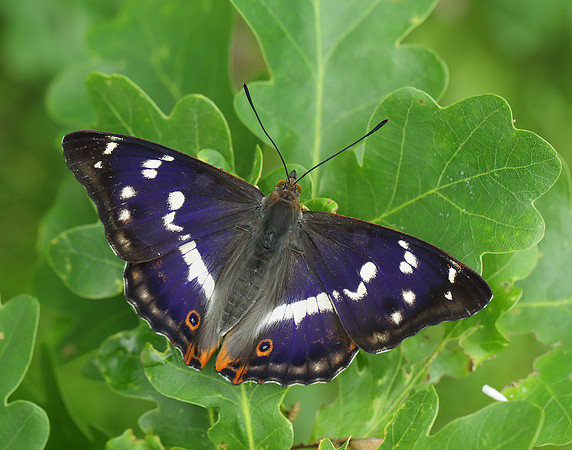 Purple Emperor Apatura iris