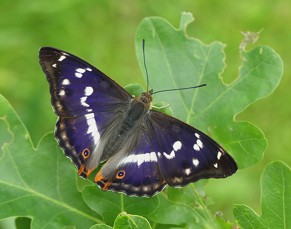 Purple Emperor Apatura iris