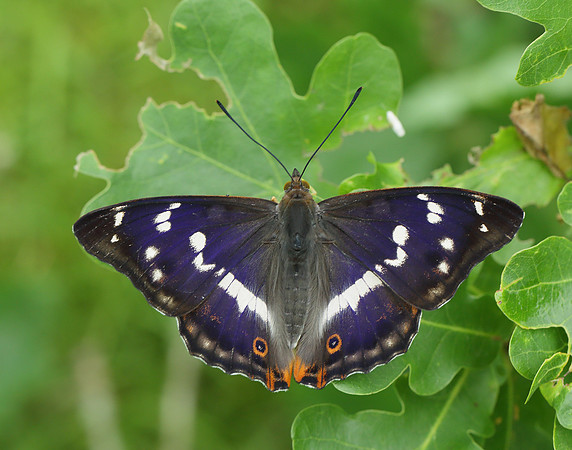 Purple Emperor Apatura iris