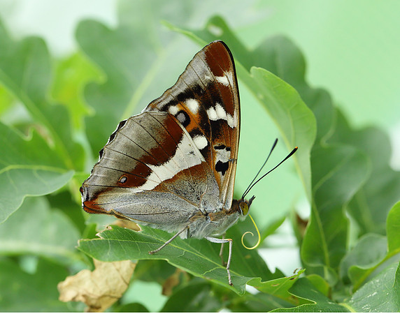 Purple Emperor Apatura iris