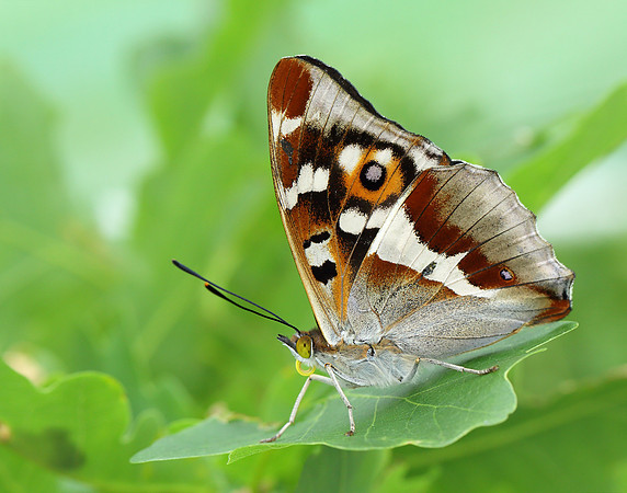 Purple Emperor Apatura iris