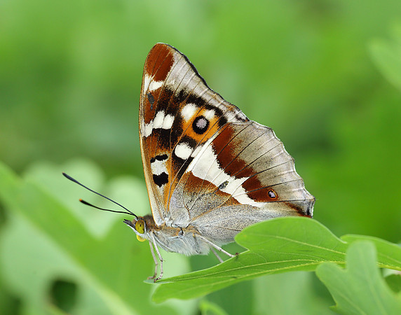 Purple Emperor Apatura iris