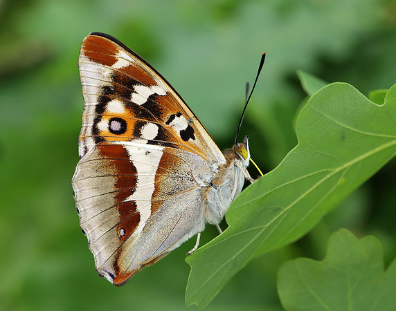 Purple Emperor Apatura iris